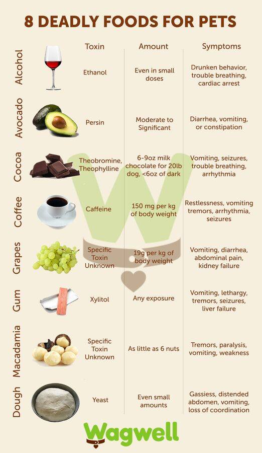 Foods toxic to sales cats