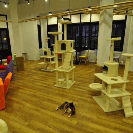 7 reasons to adopt a cat instead of buying one – The Cat Cafe