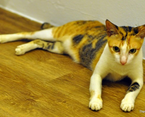The Cat Cafe - Kelly