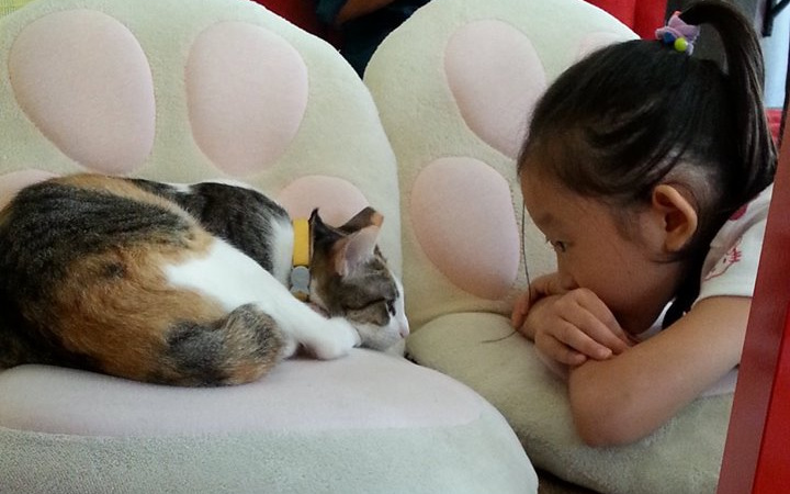 child interacting with cat