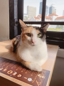 The Cat Cafe - Yoghurt