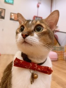 The Cat Cafe - Butter