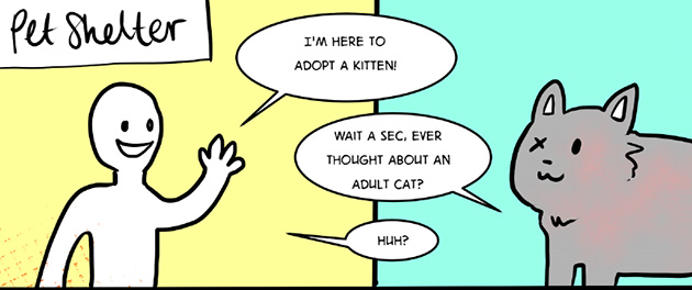 Adopt An Older Cat