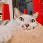 The Cat Cafe - Patches