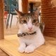 The Cat Cafe - Cookie