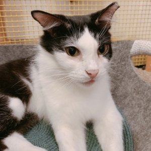 The Cat Cafe - Oreo