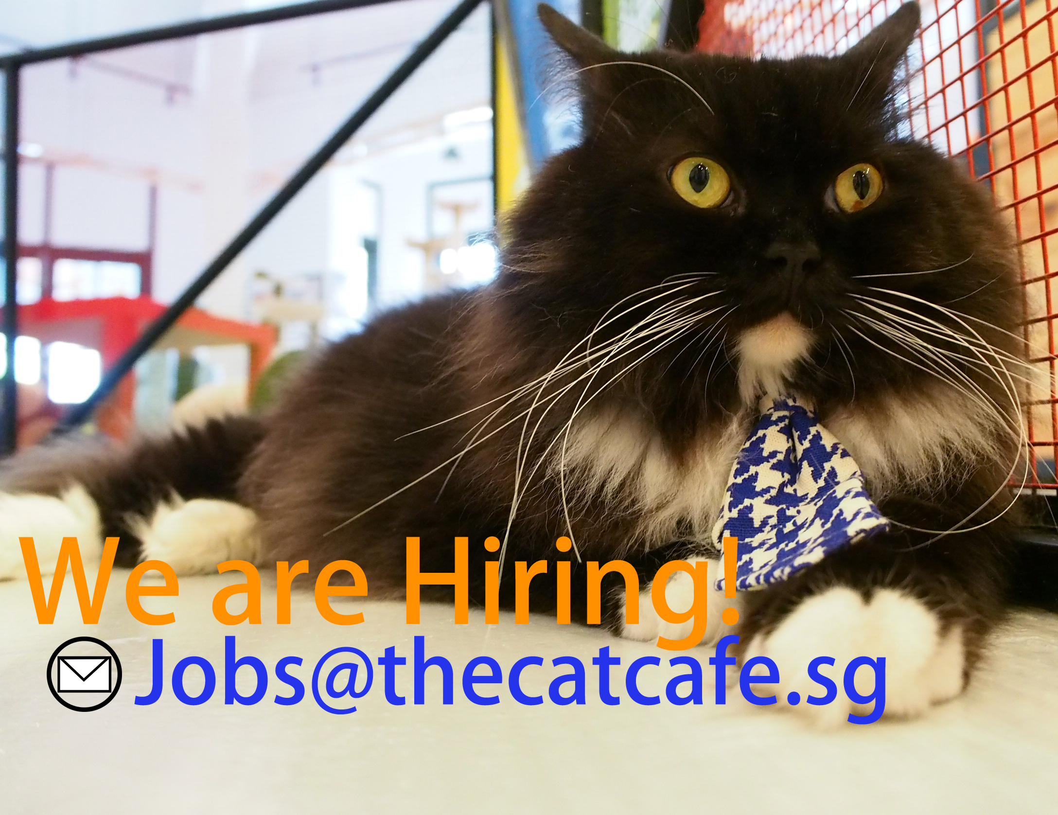 Meet The Team The Cat Cafe