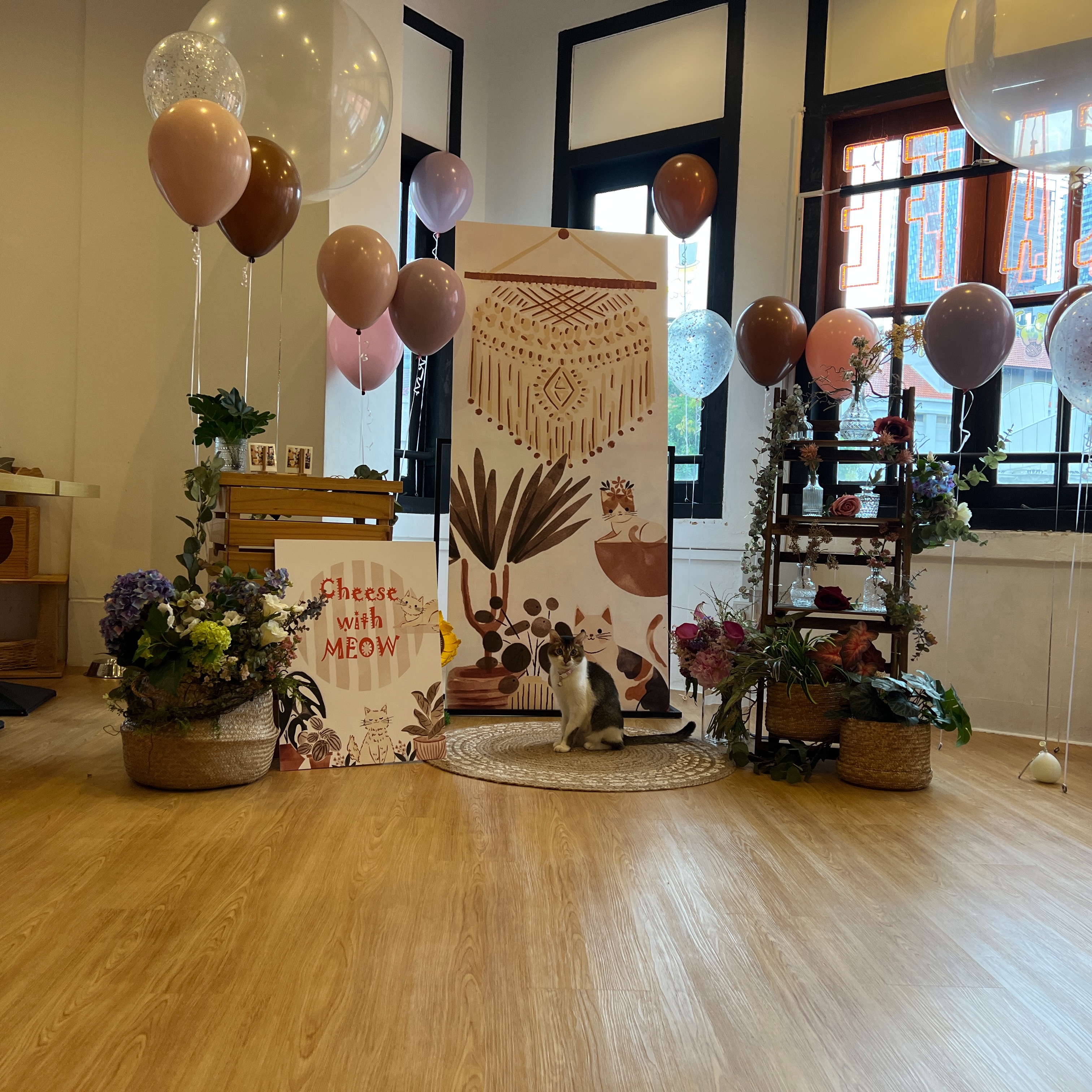 Private hire cat cafe Singapore